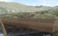 世界最大野生動物通道將動工 橫跨加州10線道高速公路 為美洲獅留生機