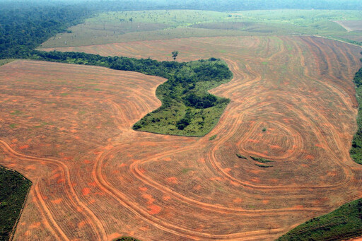 COP26承諾不再毀林後 2021熱帶森林覆蓋面積仍少千萬公頃