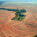COP26承諾不再毀林後 2021熱帶森林覆蓋面積仍少千萬公頃