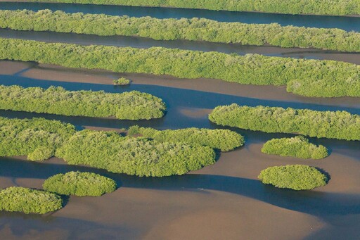 拉姆薩公約首份報告示警：全球濕地消失速度是森林的三倍