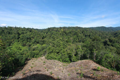 國家公園裡有林農班：印尼保育夥伴計畫「合法佔地」出奇招 復育百萬頃森林