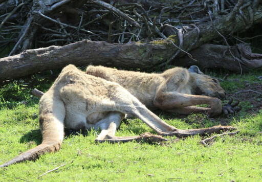 宛如地獄！英動物園3年養死500隻動物 「6千人聯署成功」將永久關閉