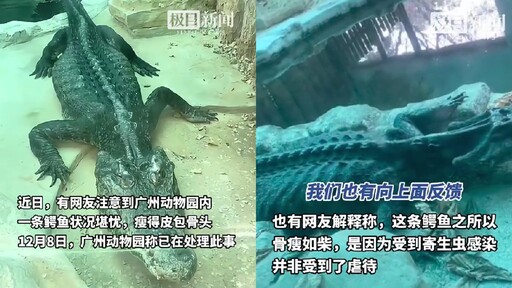 廣州動物園鱷魚「瘦到像標本」！網質疑虐待 園方急辯：得了腸胃炎