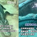 廣州動物園鱷魚「瘦到像標本」！網質疑虐待 園方急辯：得了腸胃炎