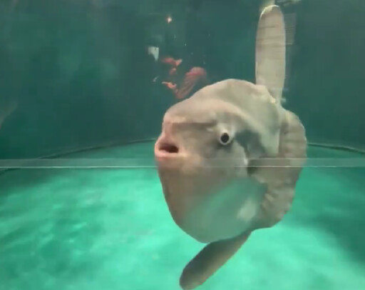 水族館閉館整修！翻車魚憂鬱不進食 員工「窗前擺假人」秒變正常