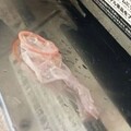 迴轉壽司又被搞！日16歲屁孩「放保險套」 店家損失慘重怒發聲