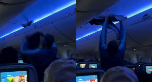 飛機上有鴿子？機上乘客嚇到尖叫 空服員慌亂「抓鳥」延誤1小時
