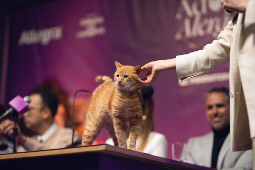 哥倫比亞舉行首次有貓咪參與的記者會