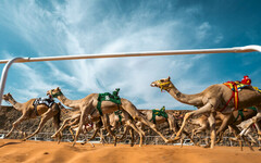 歐拉將舉辦首屆阿拉伯盃駱駝賽和國際駱駝耐力世界錦標賽，鞏固其作為傳統運動首選目的地的地位