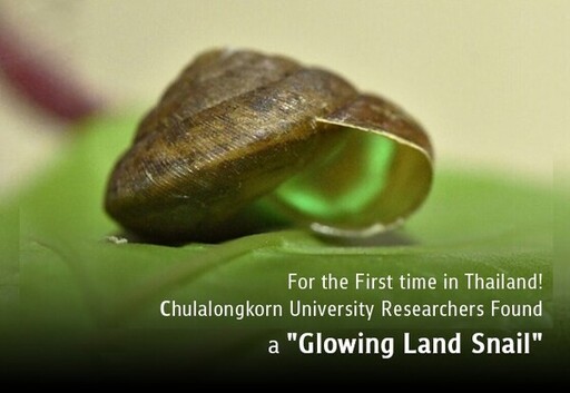 朱拉隆功大學研究人員首次在泰國發現「發光陸地蝸牛」