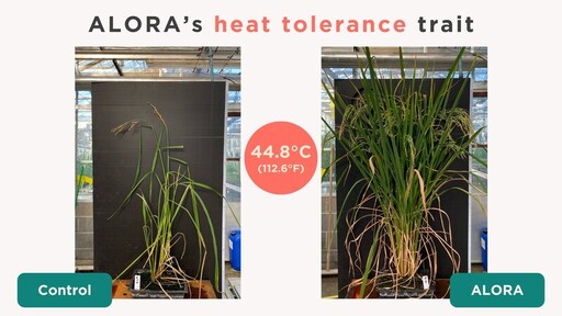 顛覆稻米種植：ALORA如何在極端高温下實現2555%的產量增長