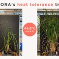 顛覆稻米種植：ALORA如何在極端高温下實現2555%的產量增長