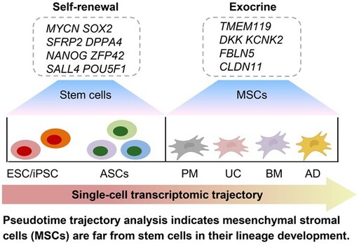 MSCs身份塵埃落定：開啟間充質基質細胞療法新時代