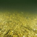 緊急呼籲加強海洋保護：大自然保護協會促請政府加強保護措施及修復香港瀕危的蠔礁，並納入即將更新的生物多樣性政策