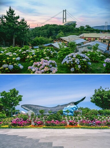 韓國頂級繡球花節重返蔚山南區——2025年長生浦繡球花節將會舉行