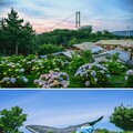 韓國頂級繡球花節重返蔚山南區——2025年長生浦繡球花節將會舉行