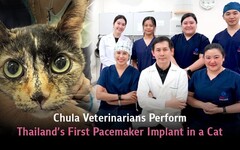 朱拉隆功大學獸醫團隊完成泰國首例貓咪心臟起搏器植入手術
