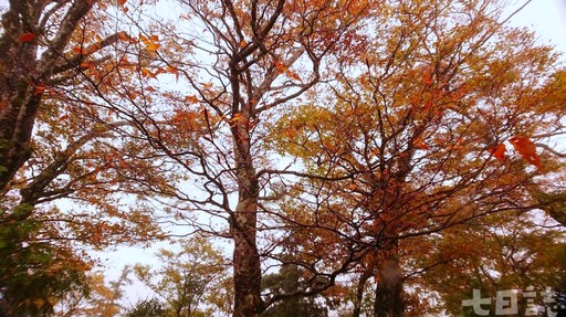 走進黃金森林仙境！太平山山毛櫸步道、蹦蹦車重新開放囉