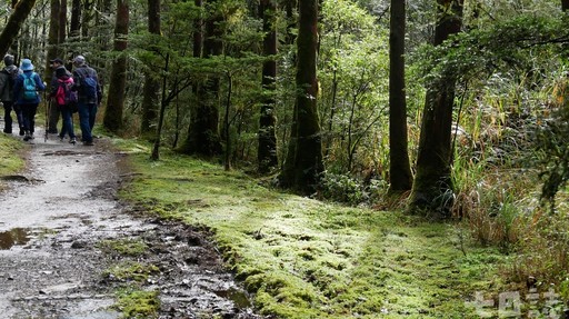 走進黃金森林仙境！太平山山毛櫸步道、蹦蹦車重新開放囉