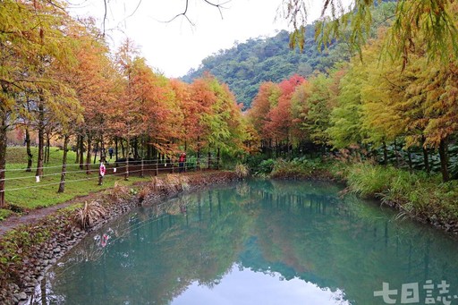 落羽松新景點在宜蘭 三層坪拍台灣唯一水瀑金黃森林