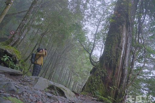 尋找千年巨大古生物！走進宜蘭神木園 感受迷霧森林療癒魔法