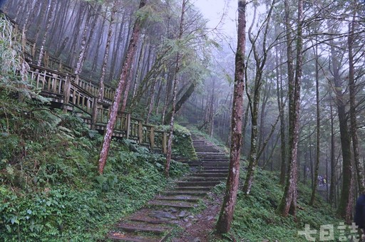 尋找千年巨大古生物！走進宜蘭神木園 感受迷霧森林療癒魔法