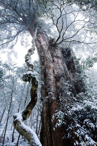 尋找千年巨大古生物！走進宜蘭神木園 感受迷霧森林療癒魔法