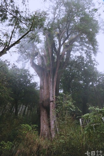 尋找千年巨大古生物！走進宜蘭神木園 感受迷霧森林療癒魔法