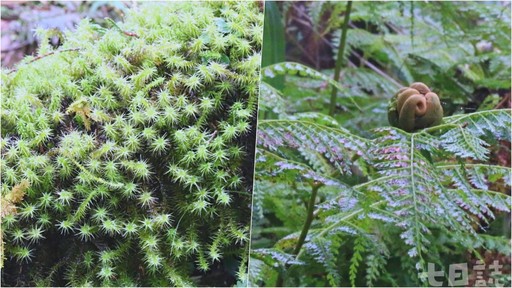 尋找千年巨大古生物！走進宜蘭神木園 感受迷霧森林療癒魔法