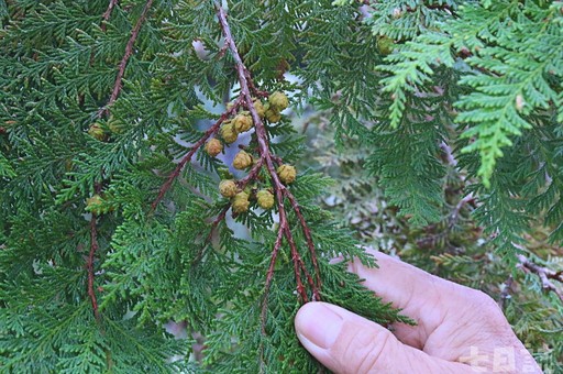 尋找千年巨大古生物！走進宜蘭神木園 感受迷霧森林療癒魔法