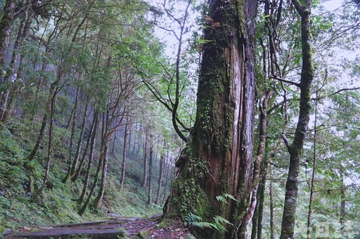 尋找千年巨大古生物！走進宜蘭神木園 感受迷霧森林療癒魔法