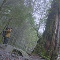尋找千年巨大古生物！走進宜蘭神木園 感受迷霧森林療癒魔法