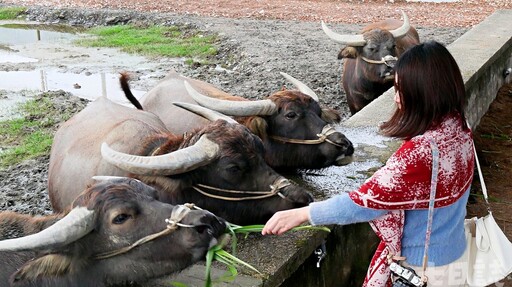 餵牛玩牛便便！宜蘭「牛頭司」農場大人小孩玩嗨了 還能幫牛刷背洗澎澎