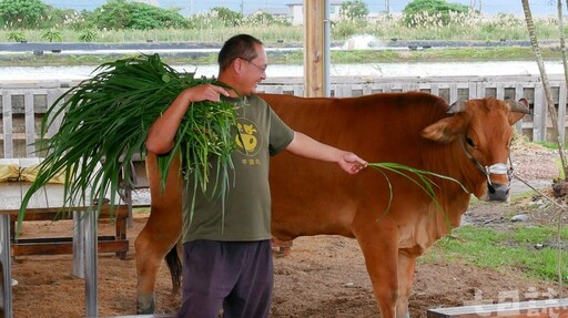 餵牛玩牛便便！宜蘭「牛頭司」農場大人小孩玩嗨了 還能幫牛刷背洗澎澎