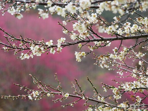 武陵農場山櫻花盛開中！把握過年前最佳觀賞期 2月賞花攻略先筆記