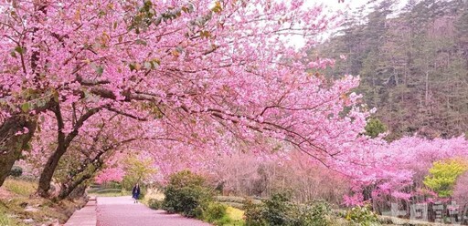 武陵農場山櫻花盛開中！把握過年前最佳觀賞期 2月賞花攻略先筆記