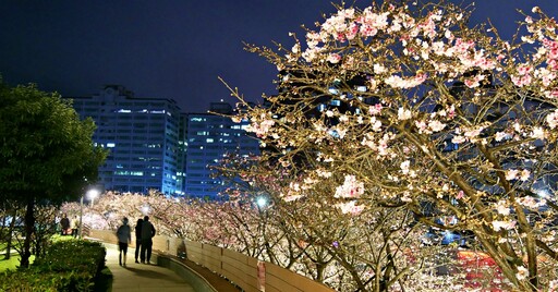 天黑去賞櫻！大台北「夜櫻勝地」點燈 天元宮、內湖三色櫻綻放ing