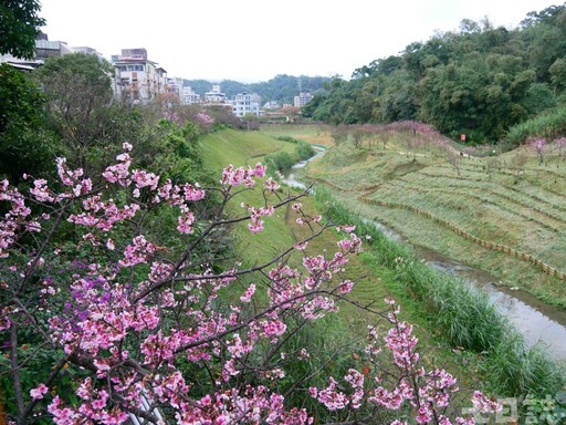 天黑去賞櫻！大台北「夜櫻勝地」點燈 天元宮、內湖三色櫻綻放ing