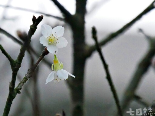 天黑去賞櫻！大台北「夜櫻勝地」點燈 天元宮、內湖三色櫻綻放ing