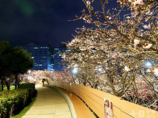 天黑去賞櫻！大台北「夜櫻勝地」點燈 天元宮、內湖三色櫻綻放ing