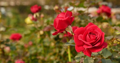 來找「百萬玫瑰」茱麗葉！2022台北玫瑰展，全新古堡風「祕密花園」開放了