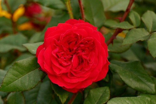 來找「百萬玫瑰」茱麗葉！2022台北玫瑰展，全新古堡風「祕密花園」開放了
