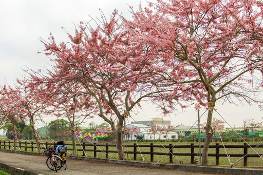 它就是「粉紅棉花糖」！到台南解鎖紅花風鈴木、花旗木、蜀葵花、木棉花，還有白色玫瑰花燈海
