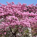 它就是「粉紅棉花糖」！到台南解鎖紅花風鈴木、花旗木、蜀葵花、木棉花，還有白色玫瑰花燈海