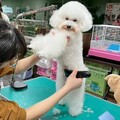 犬貓美容定型契約 業者需示收費方式