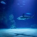 調查：海洋黑化嚴重 威脅海中生物生存