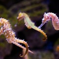 查獲百萬隻走私海馬 野生動物貿易遽增