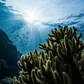 海洋酸化瀕臨邊界 破壞水中生態系統