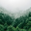 原始森林恐永久消失 生態多樣性遭破壞