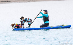 毛小孩旅行5大玩法 海上SUP狗爬式競賽